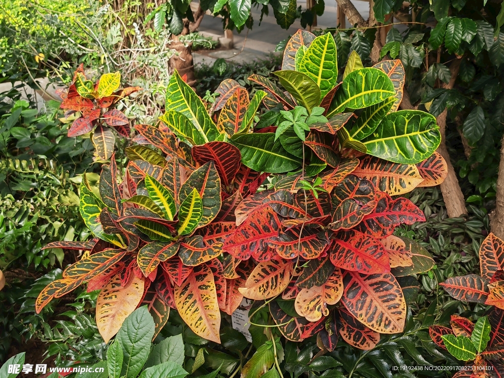 观叶植物 