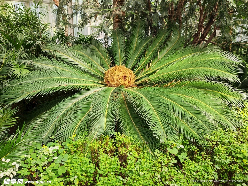 苏铁开花  