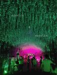夜晚花海图片