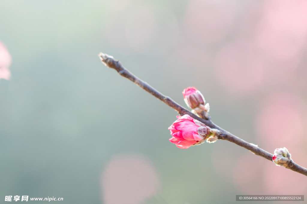 粉色花蕾