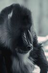 猩猩