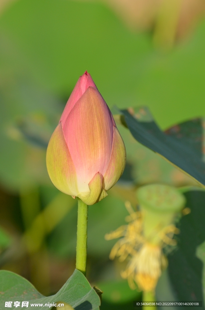 荷花花蕾