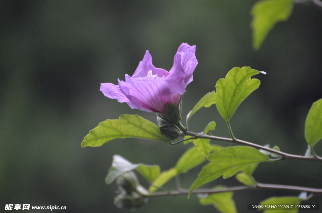 木槿花