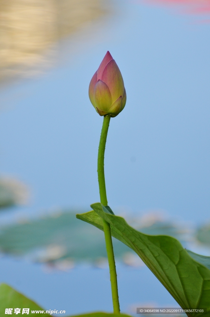 荷花花蕾