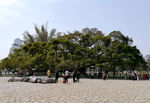 大榕树