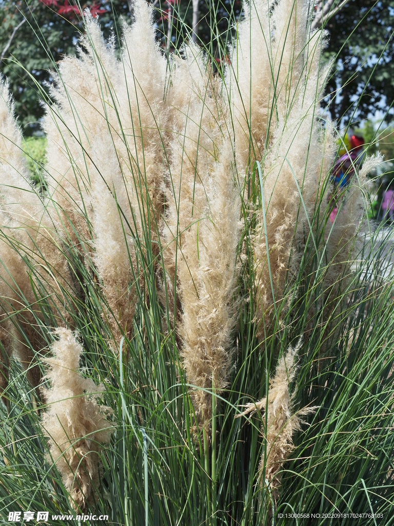 蒲苇