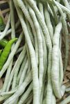 豆角 农家菜