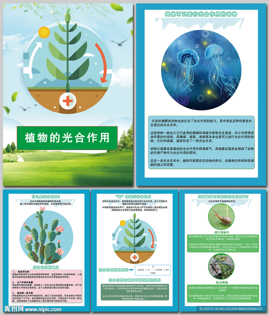 植物的光合作用科普知识海报