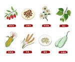 一组中药国风插画 中药材手绘