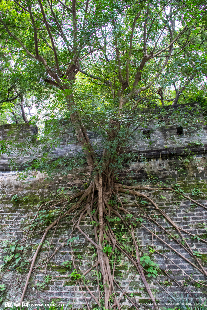 树根