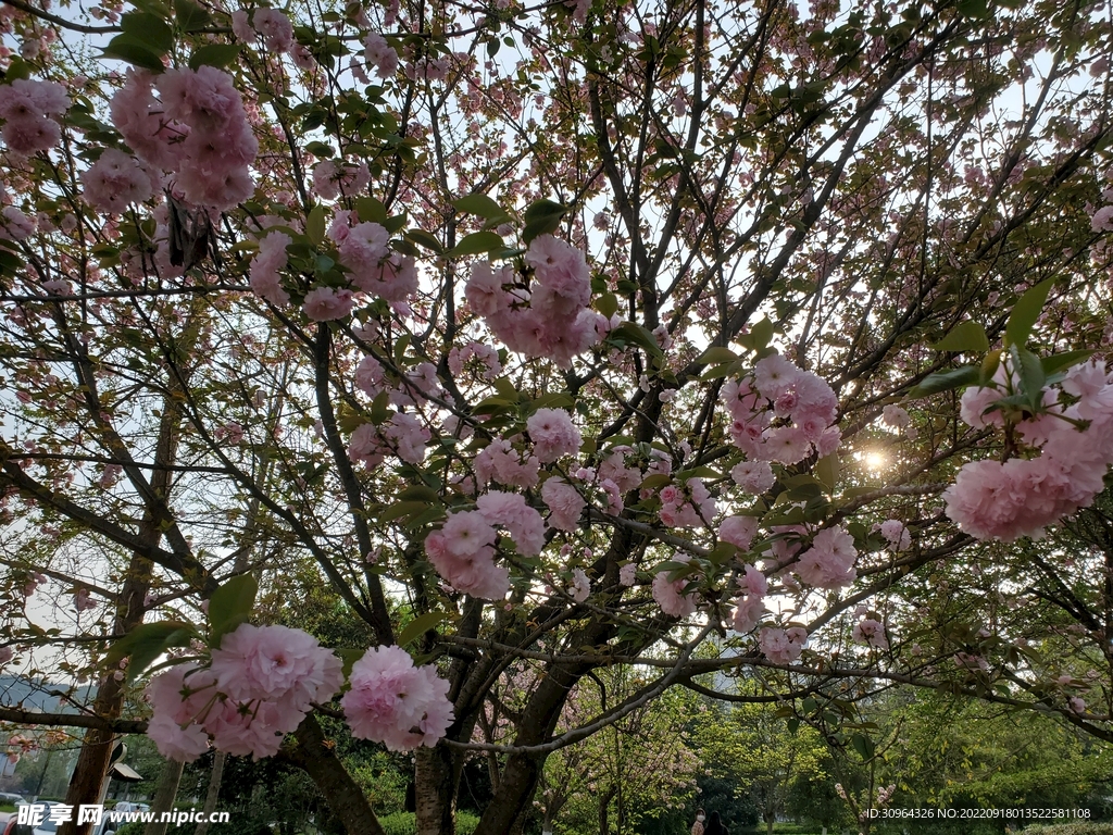 花