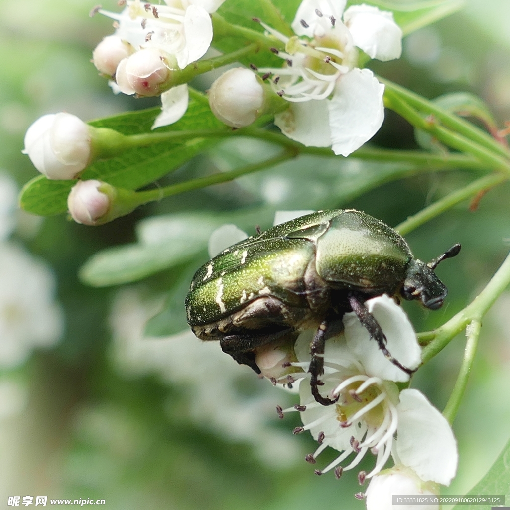 甲虫