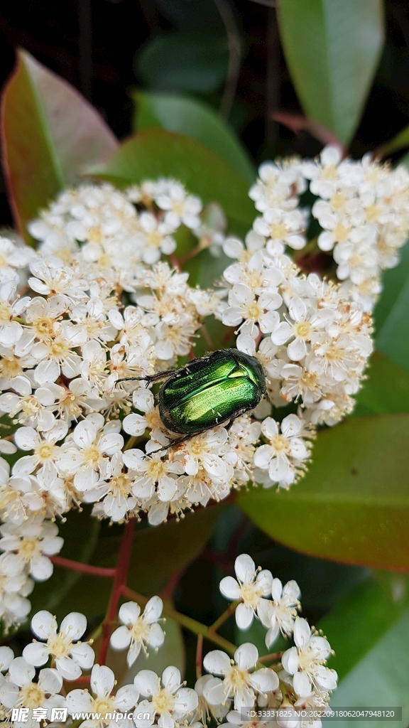 甲虫