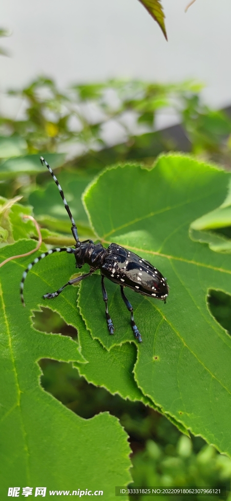 甲虫