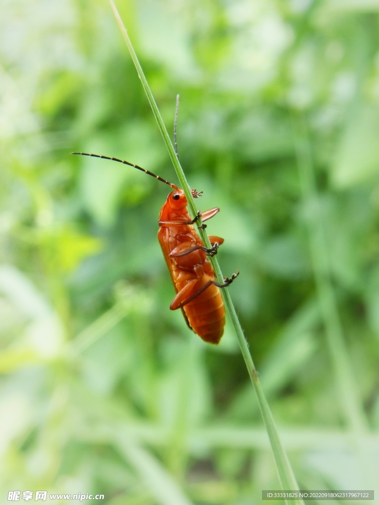 甲虫