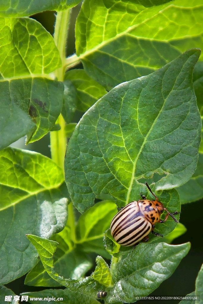 甲虫