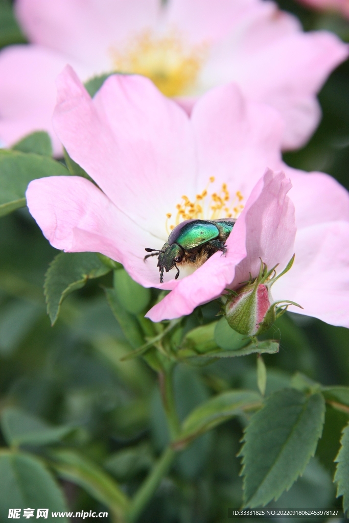 甲虫
