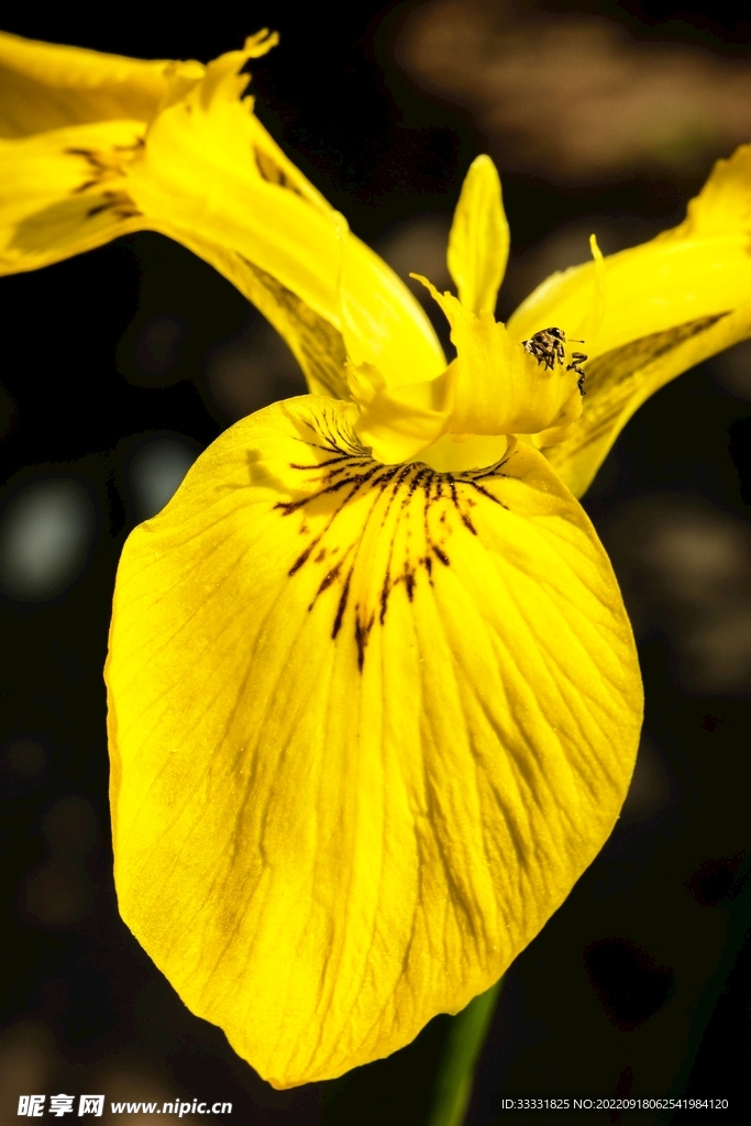 甲虫