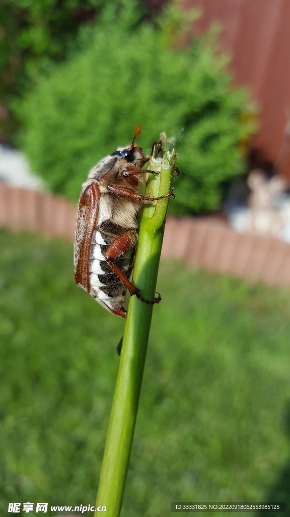 甲虫