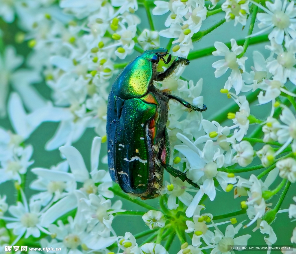 甲虫