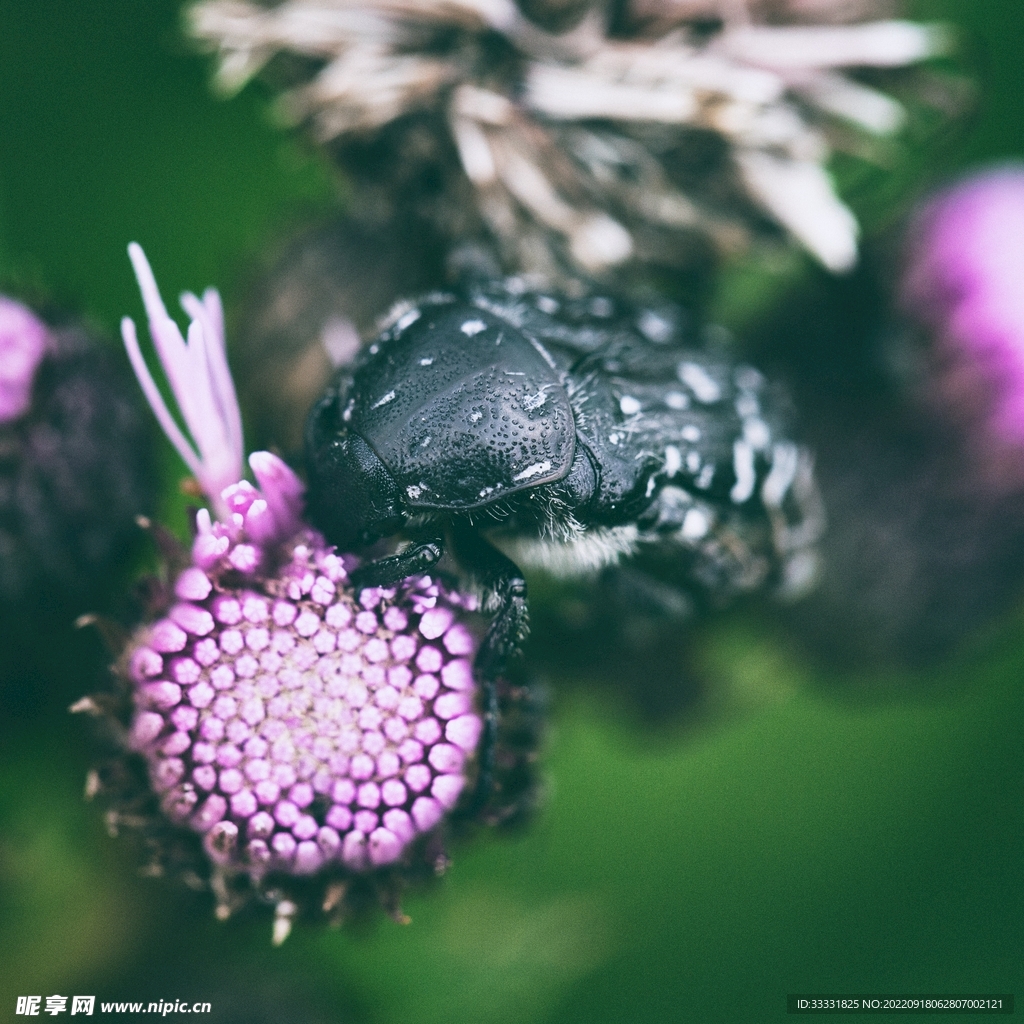 甲虫