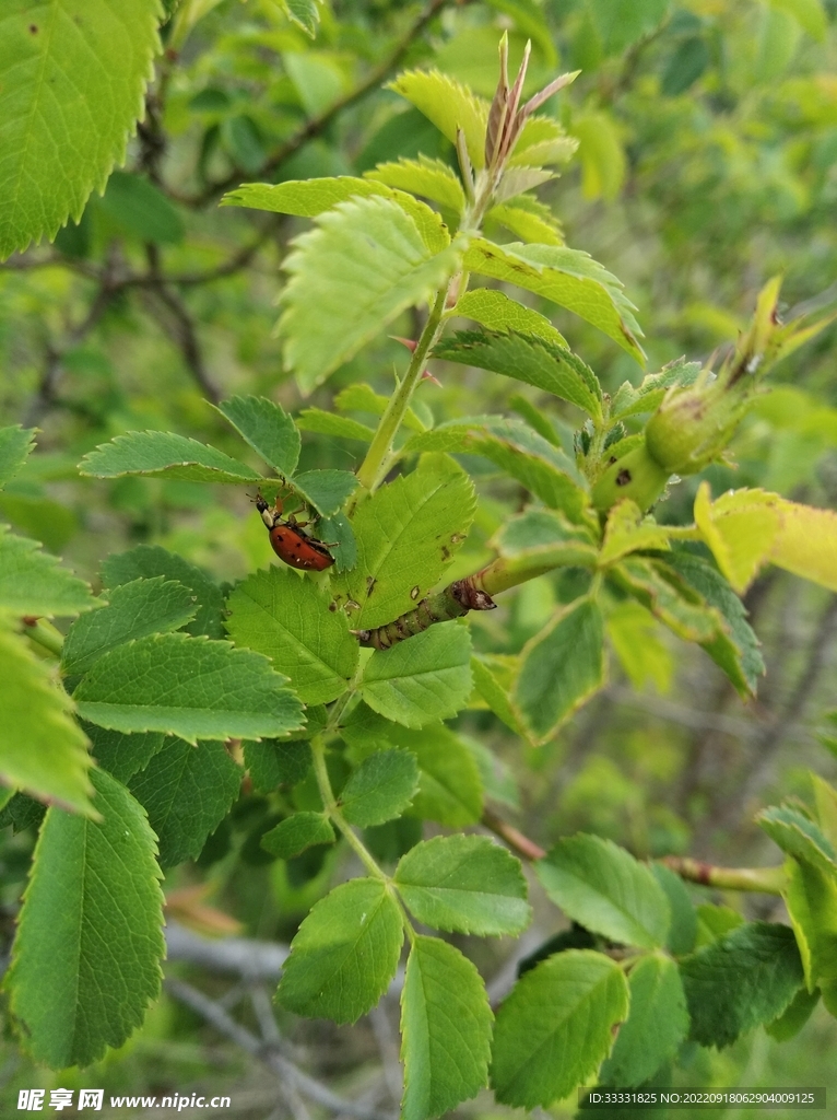 甲虫