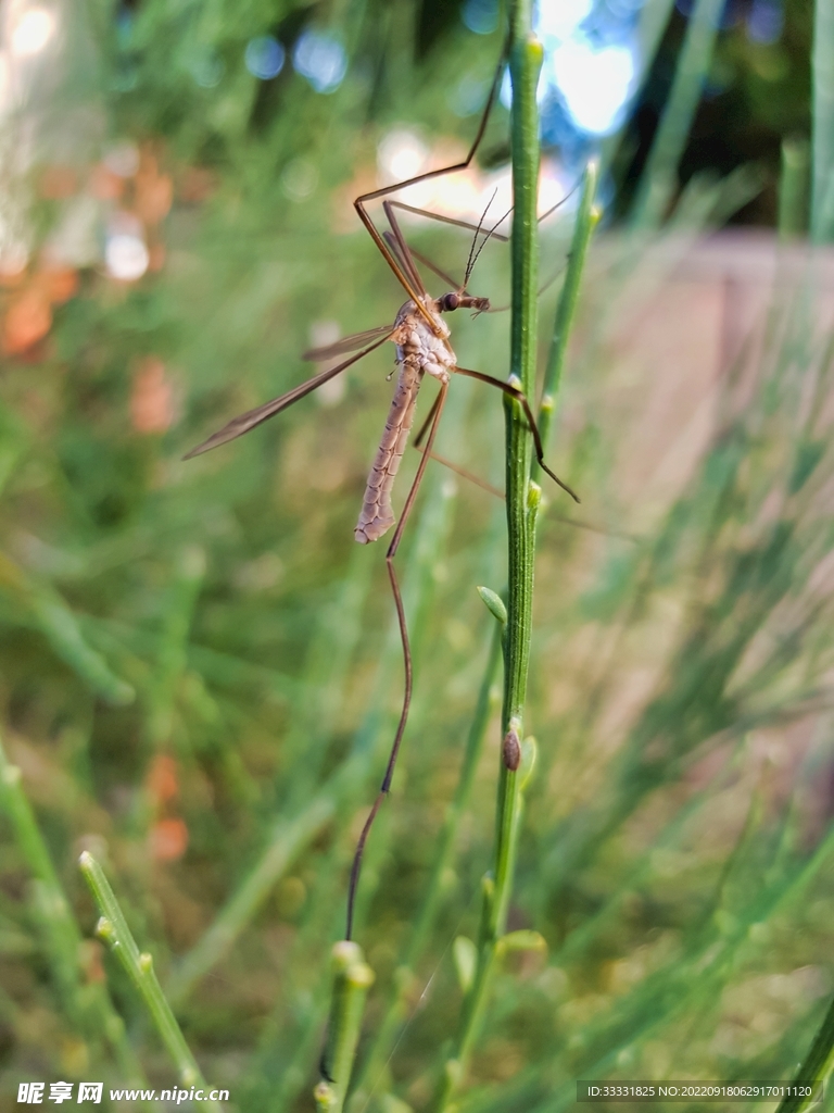 甲虫