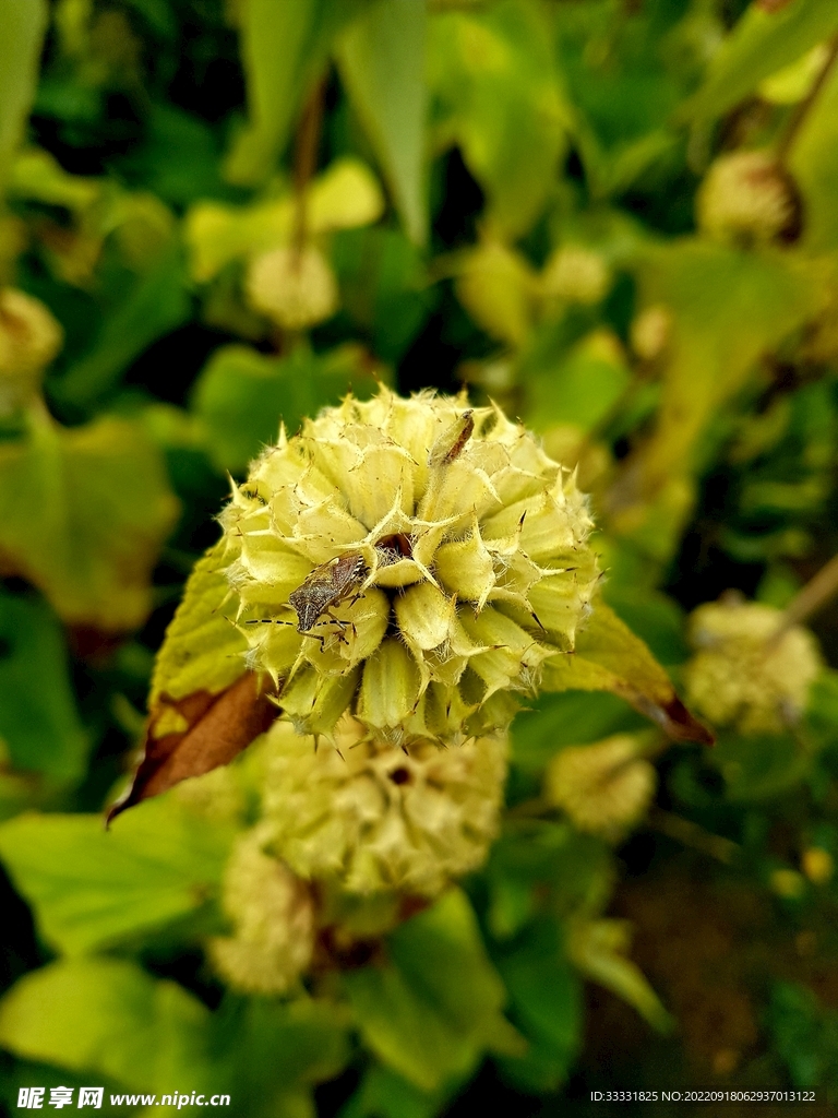 甲虫