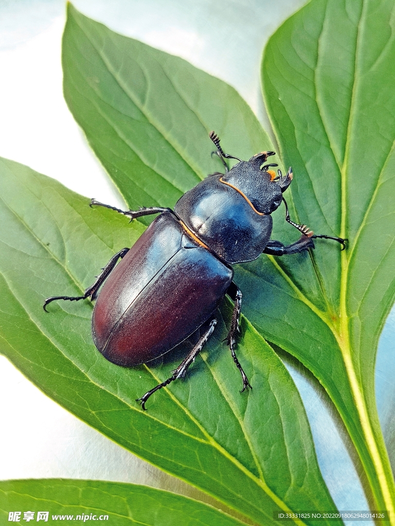 甲虫