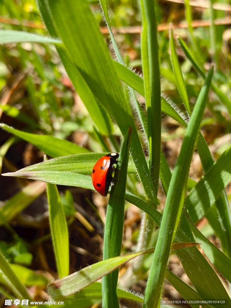 甲虫