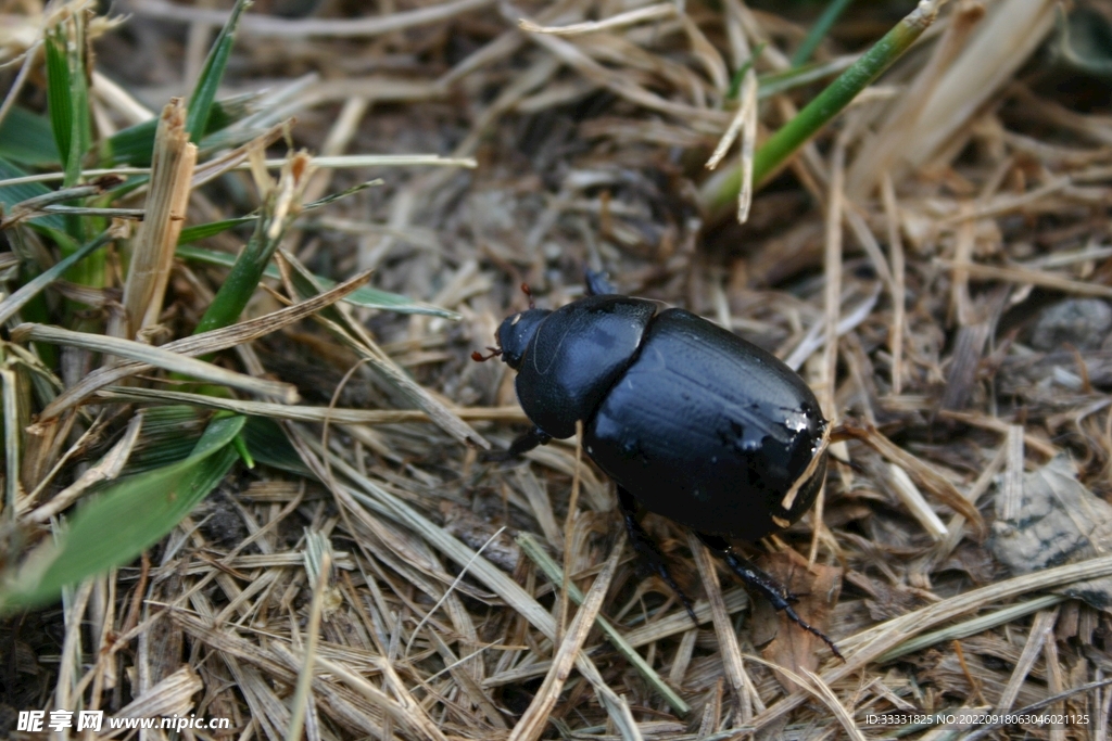 甲虫