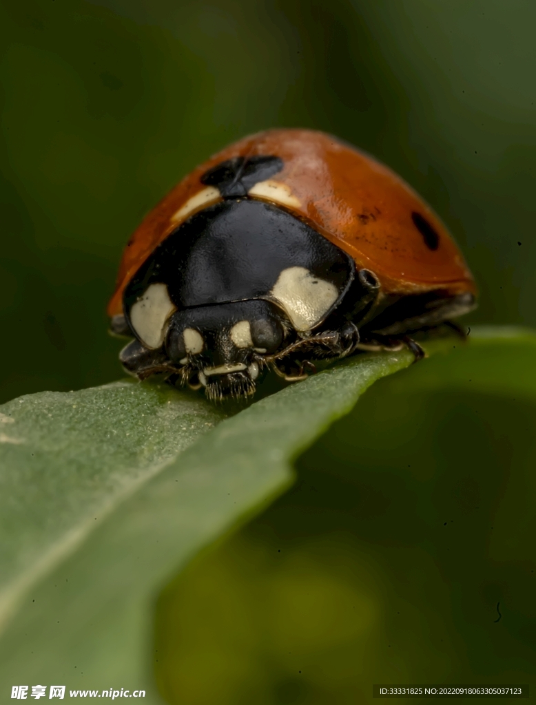 甲虫