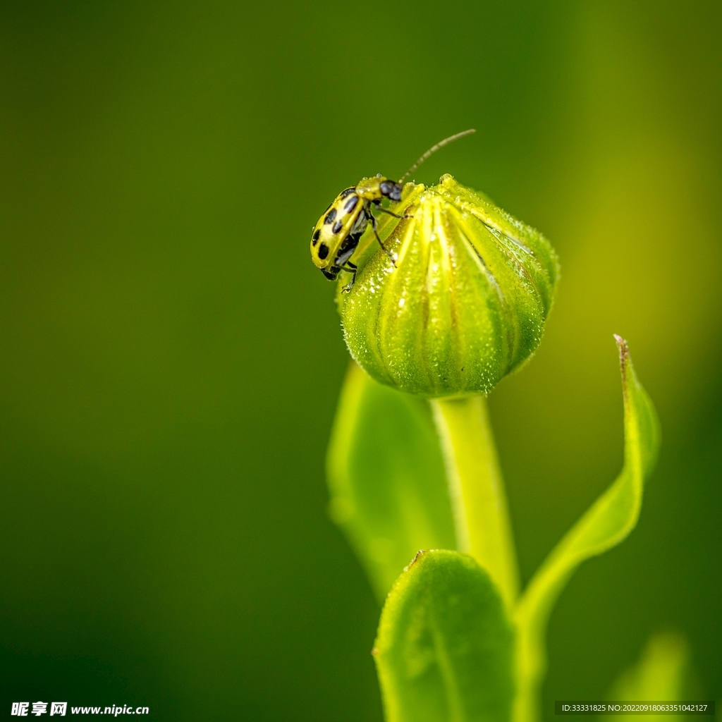 甲虫