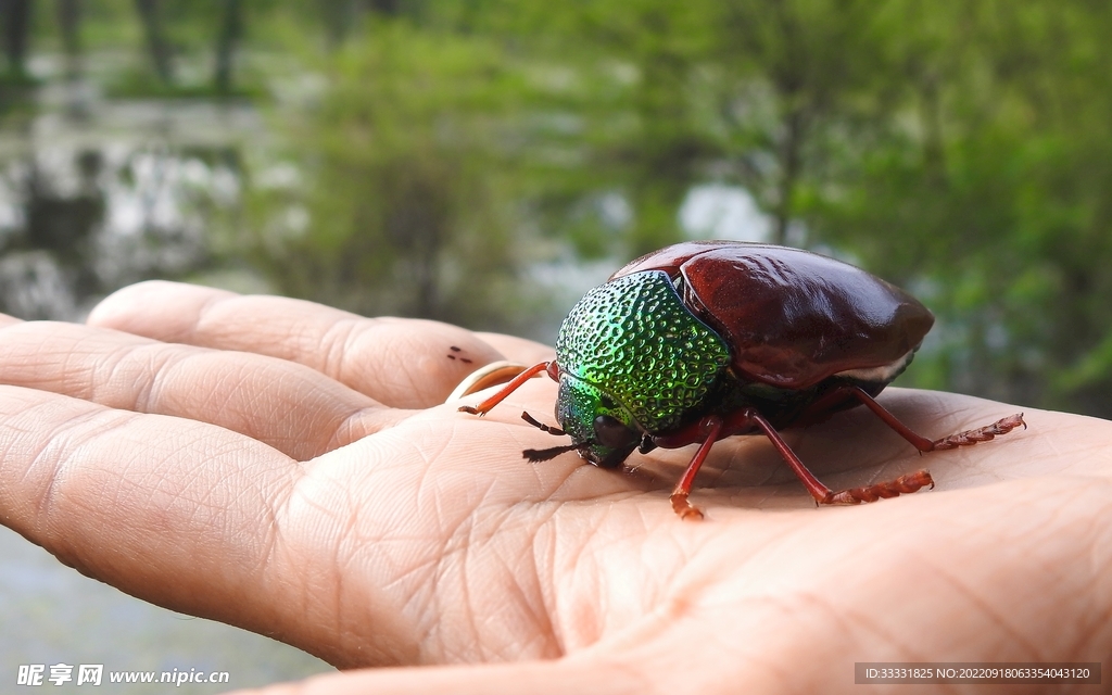 甲虫