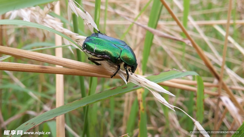 甲虫