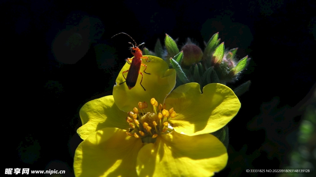 甲虫