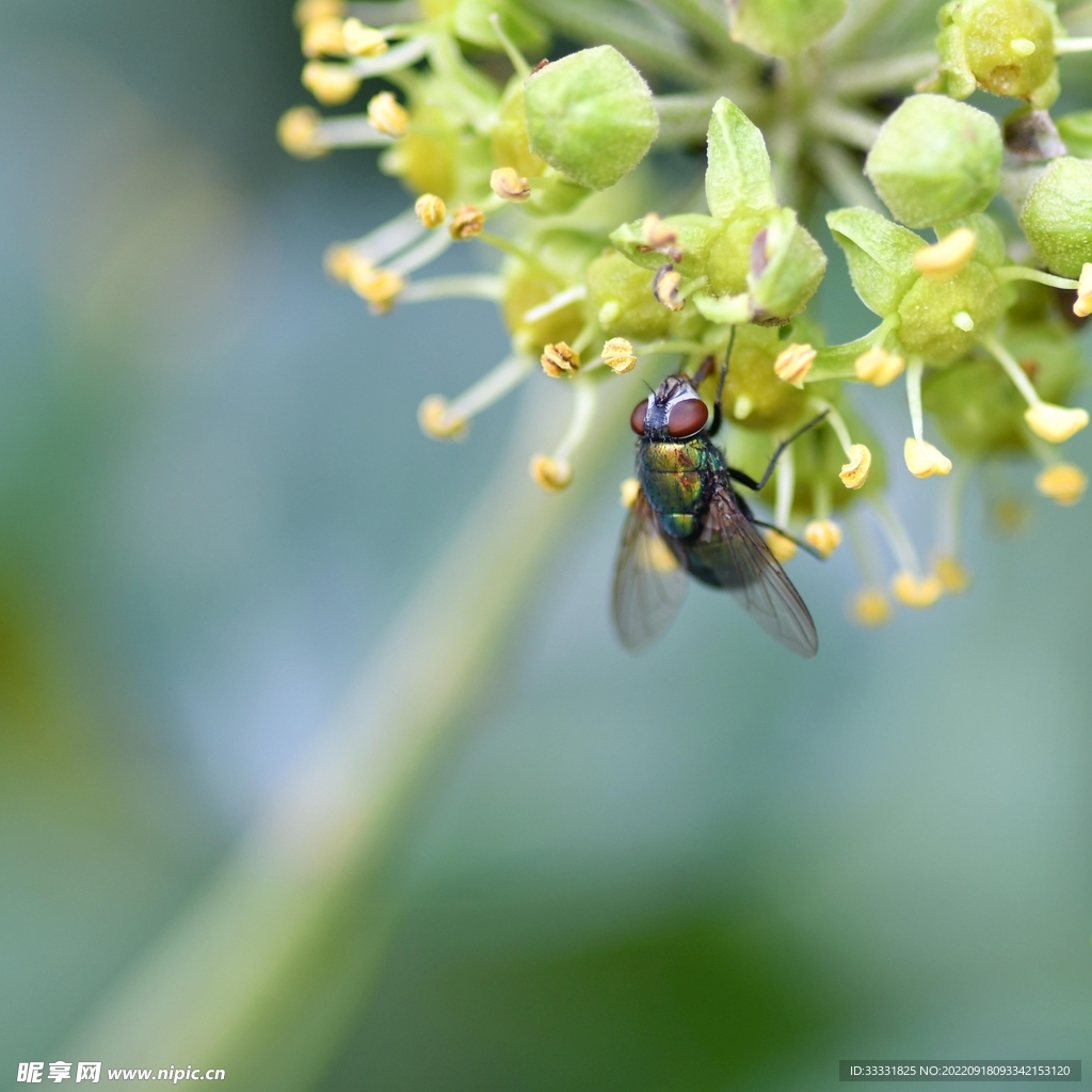 甲虫