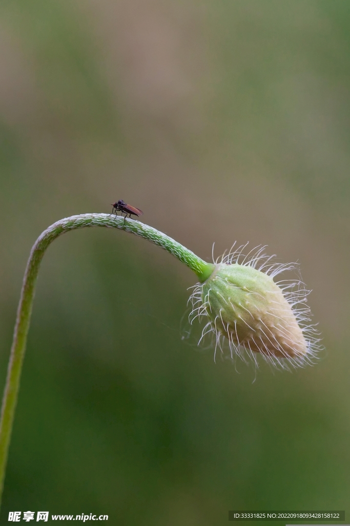 甲虫