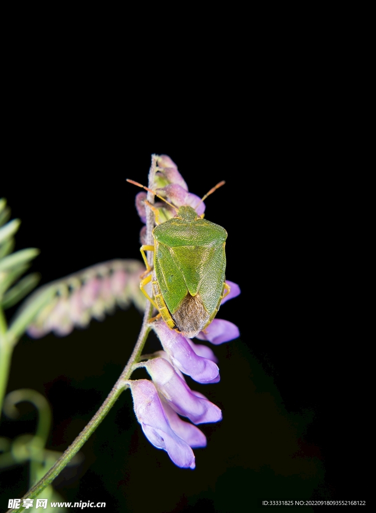 甲虫