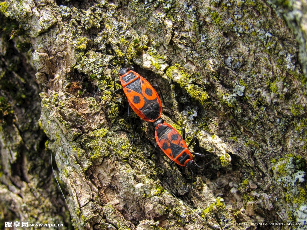 甲虫
