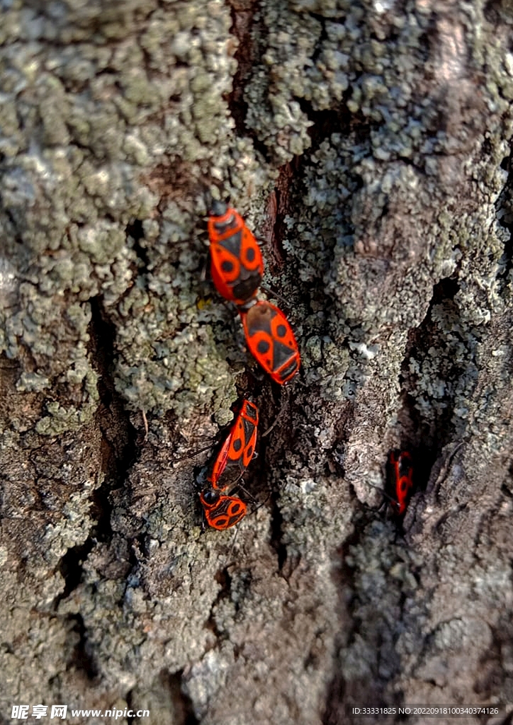 甲虫