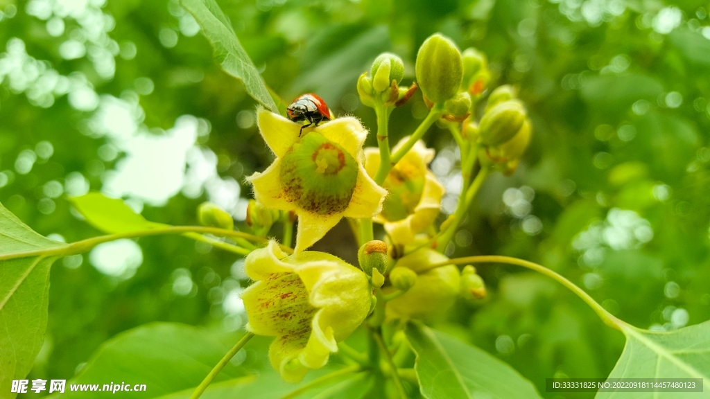 甲虫