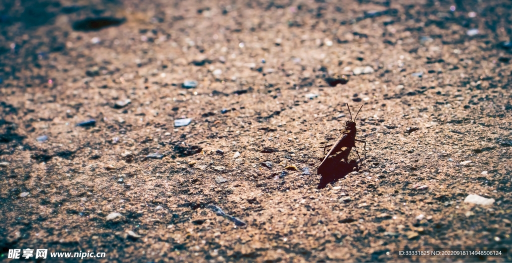 甲虫