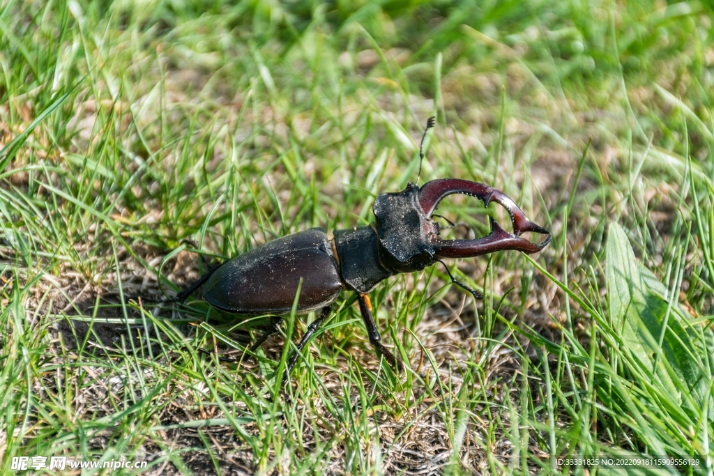 甲虫