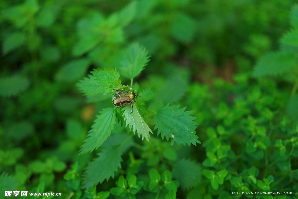 甲虫