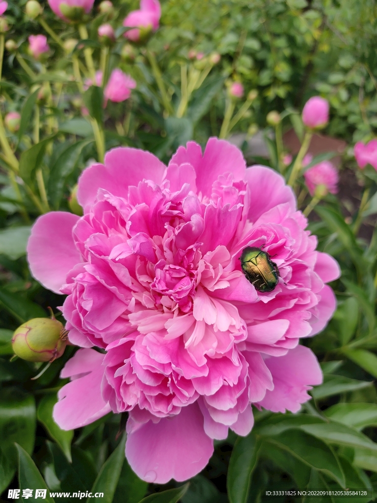 甲虫
