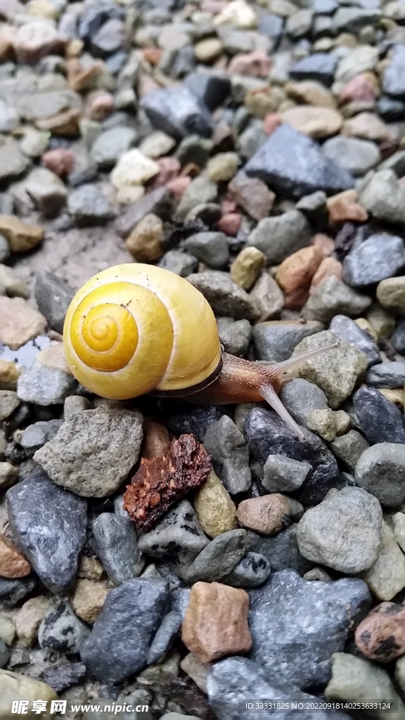 蜗牛