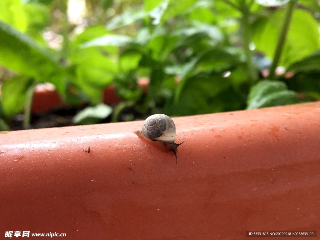 蜗牛