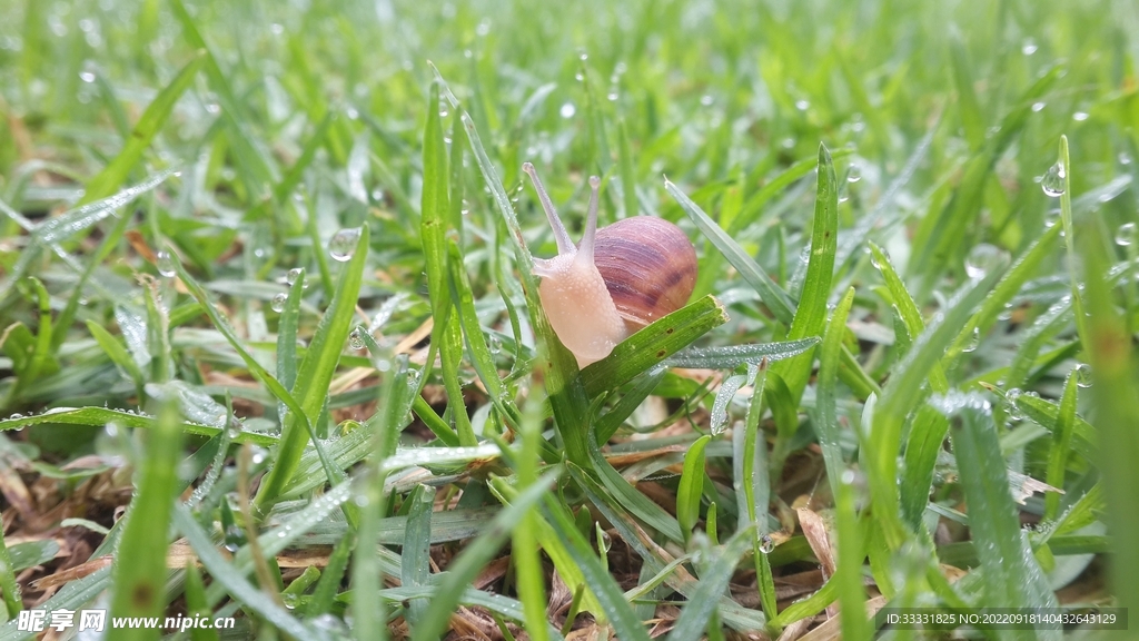 蜗牛