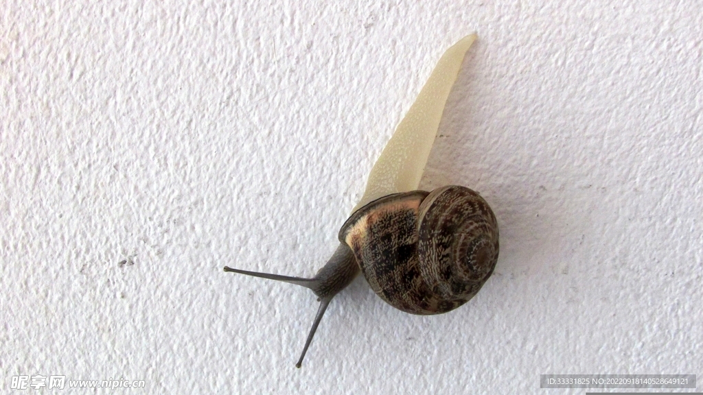 蜗牛